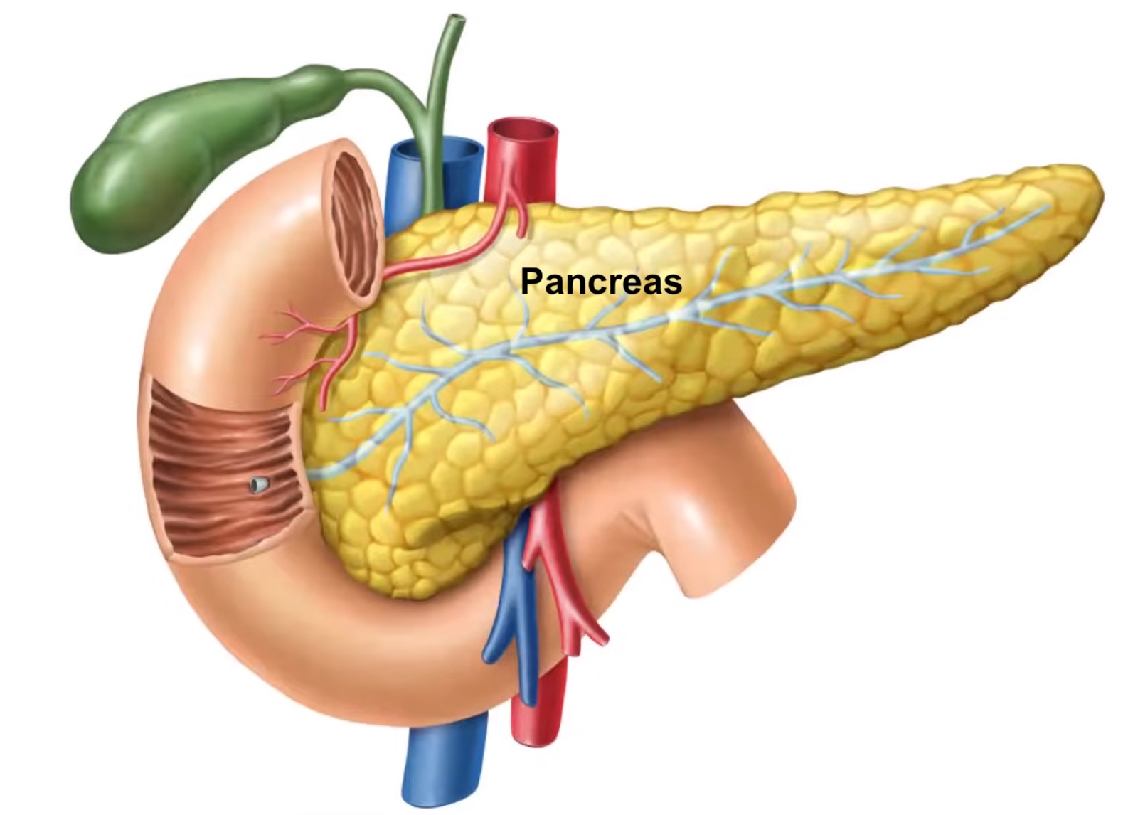 Pancreas